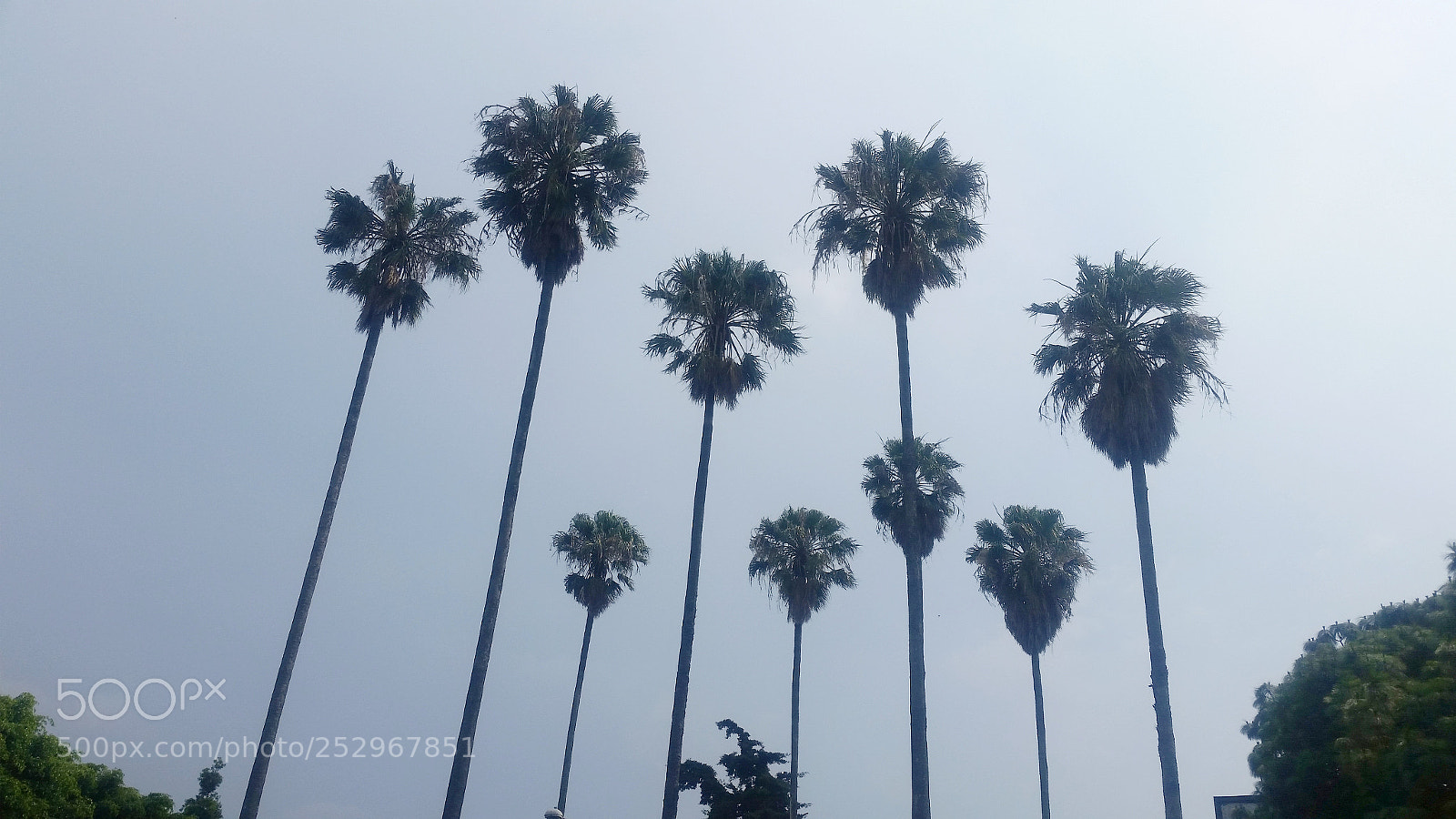 Samsung Galaxy S5 sample photo. Palm photography