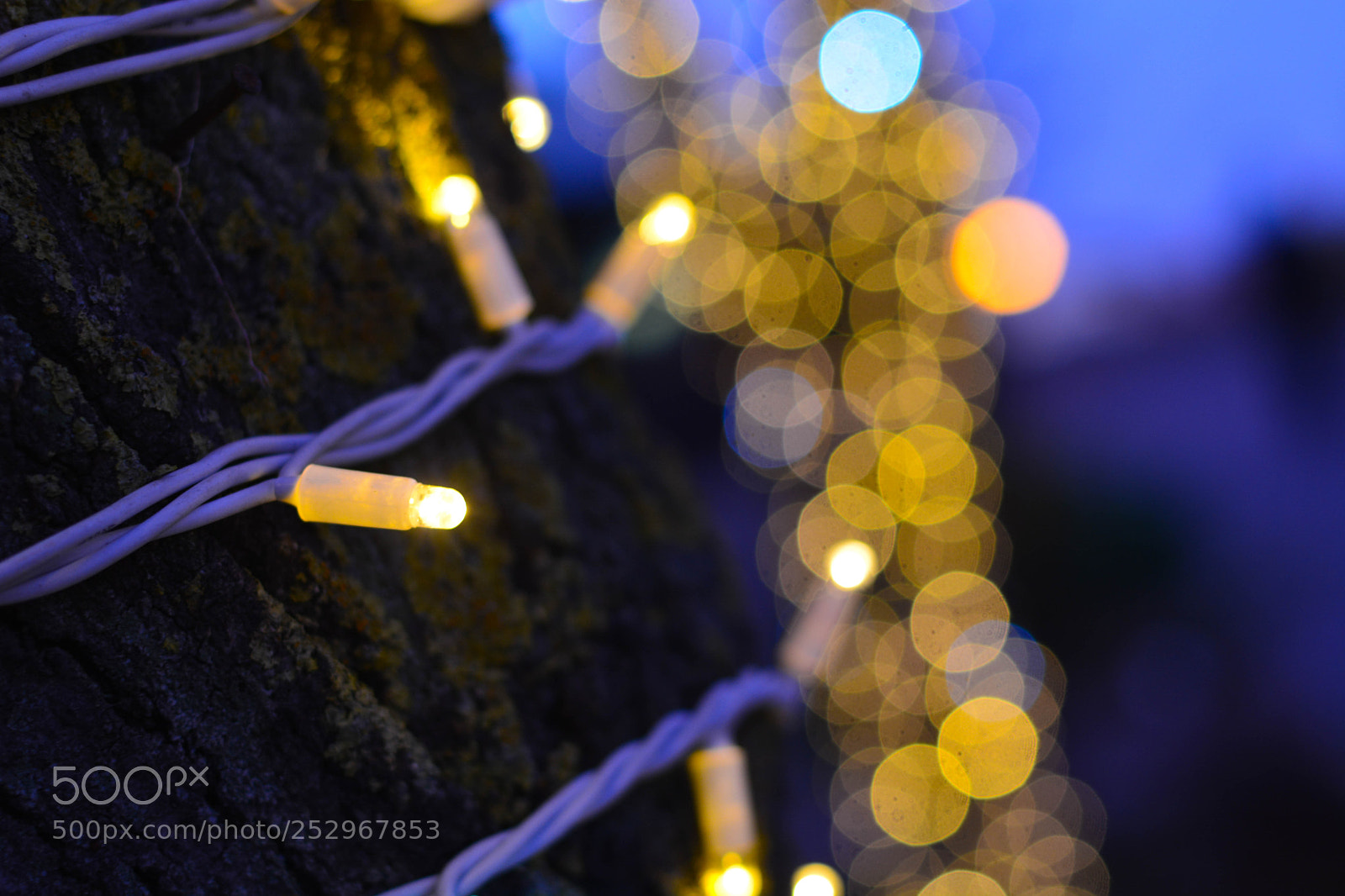 Nikon D5200 sample photo. 'tis the season photography