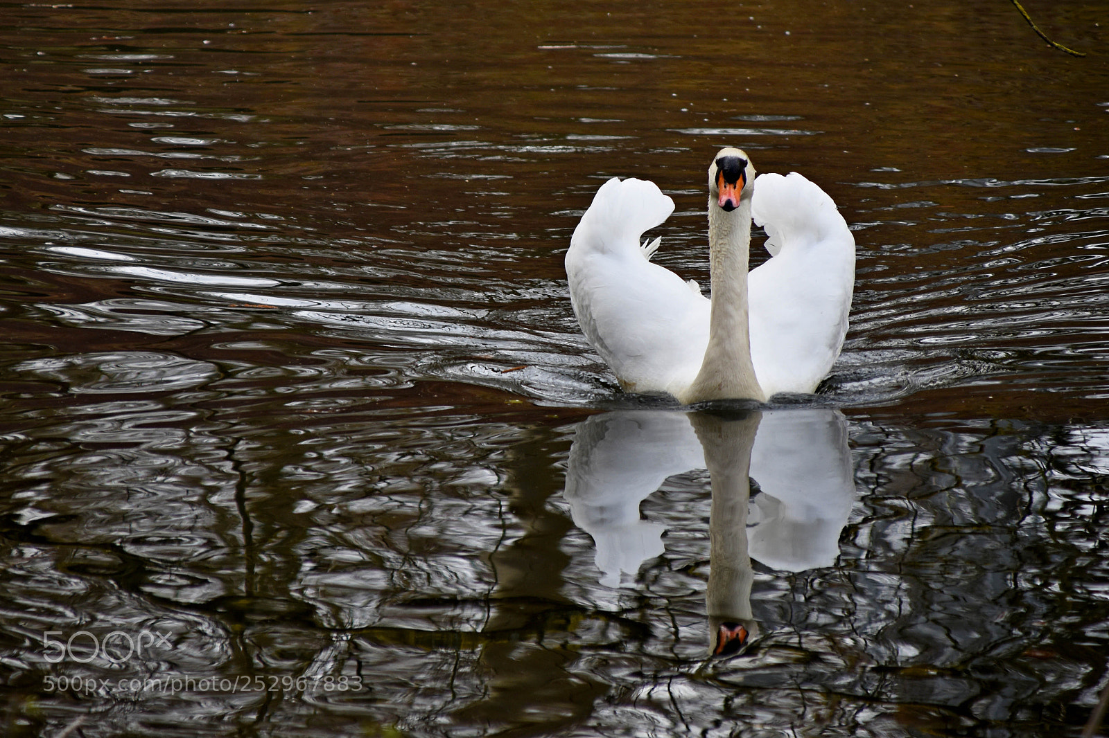 Nikon D3400 sample photo. Swan photography