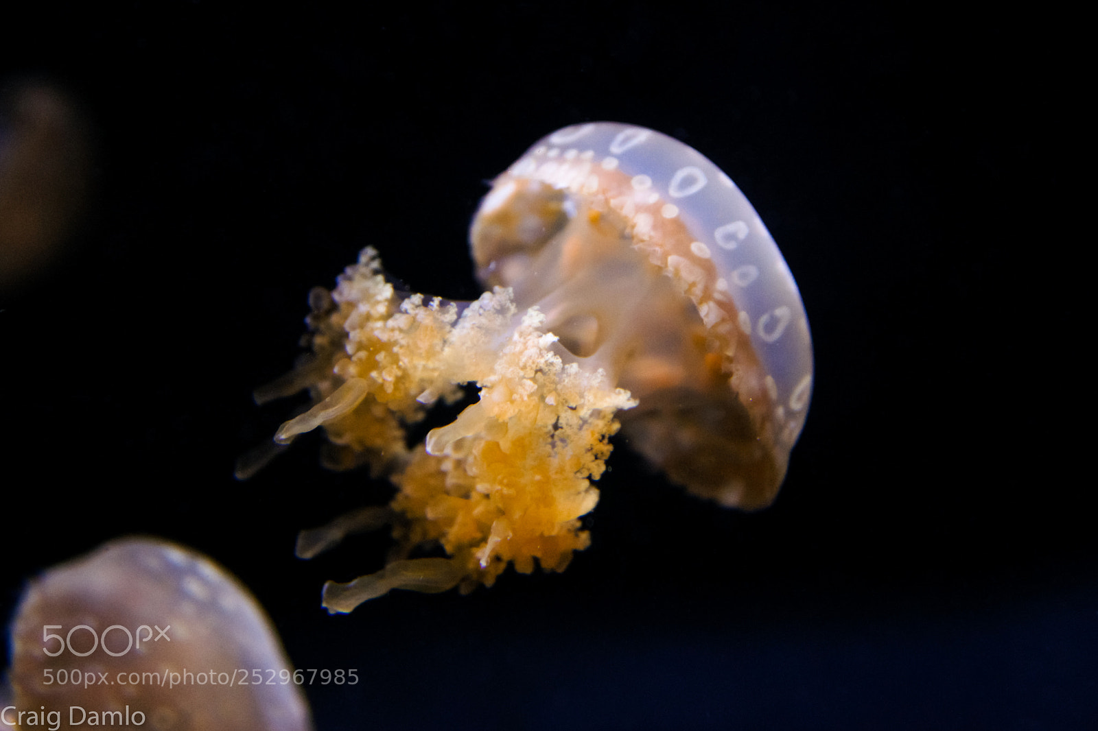 Sony Alpha DSLR-A900 sample photo. Tentacle floats photography