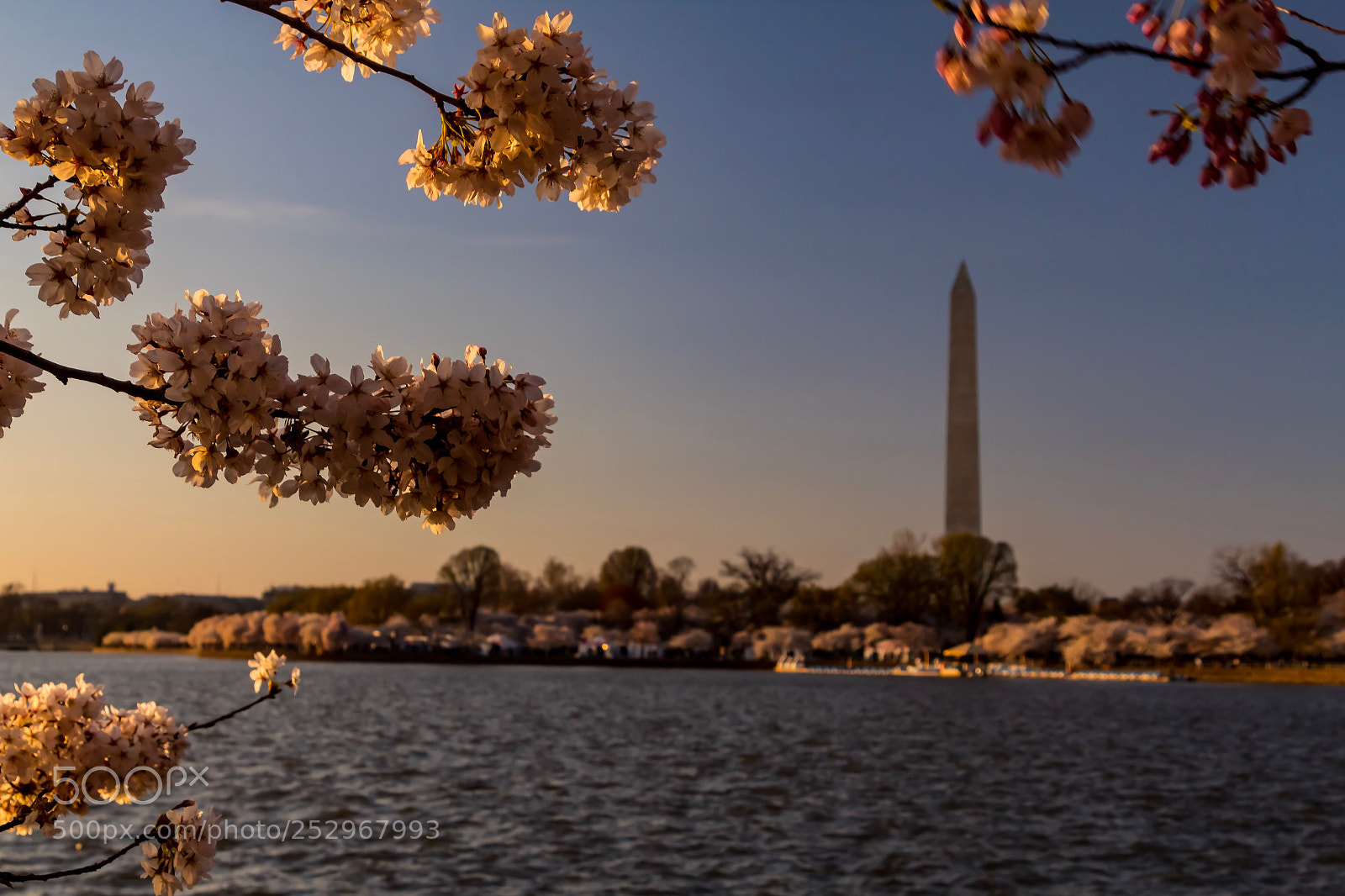 Canon EOS 1300D (EOS Rebel T6 / EOS Kiss X80) sample photo. Washington monument blossoms photography