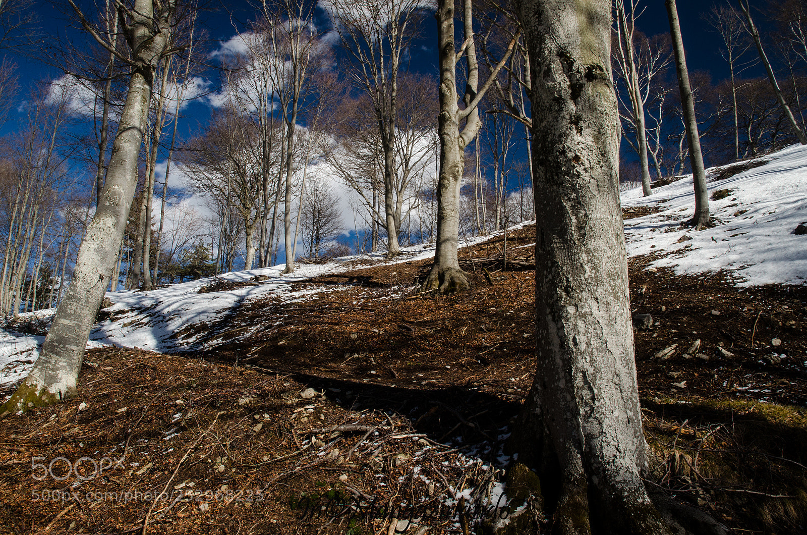 Nikon D5100 sample photo. Primavera photography