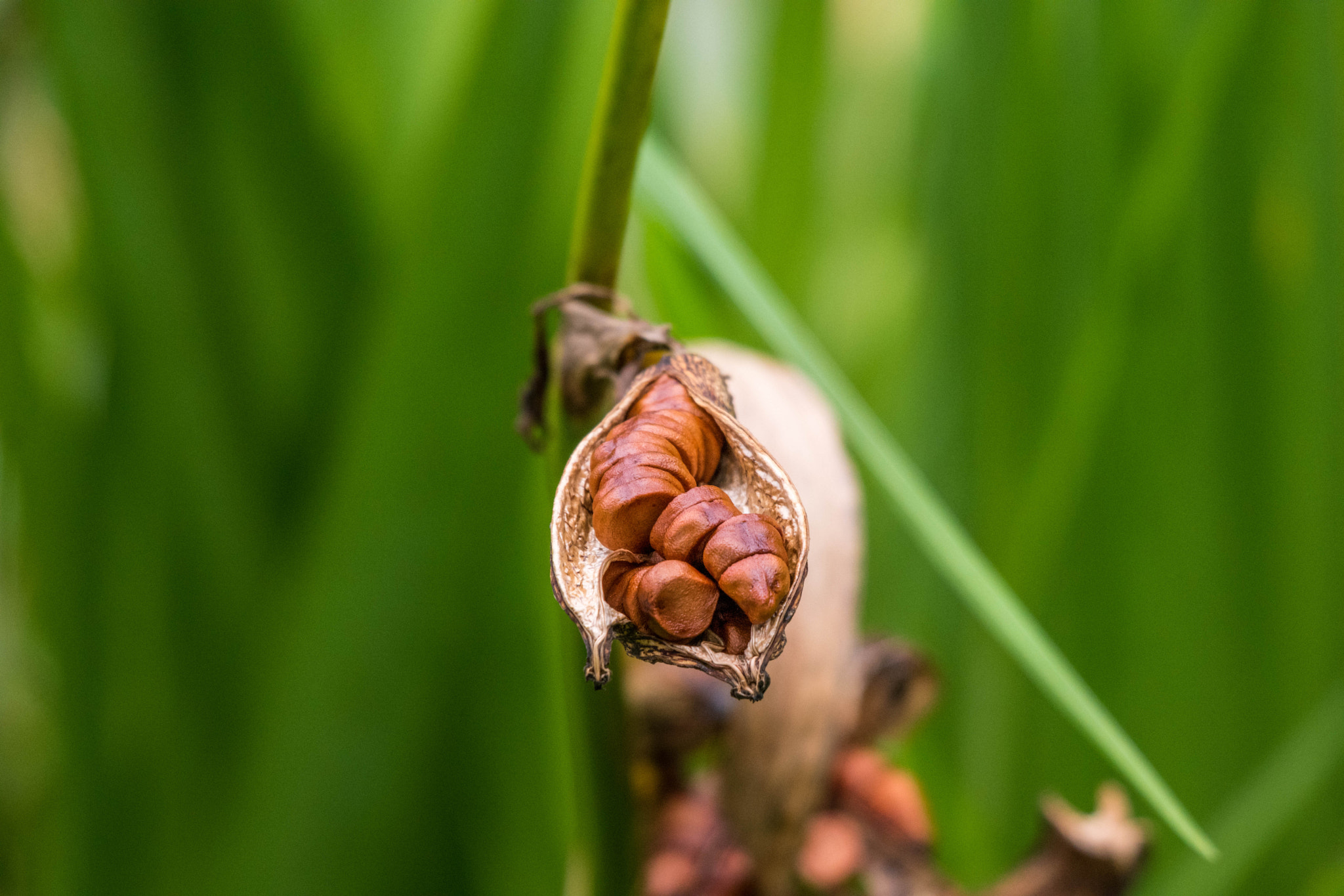 Samsung NX500 sample photo. Unknown plant photography