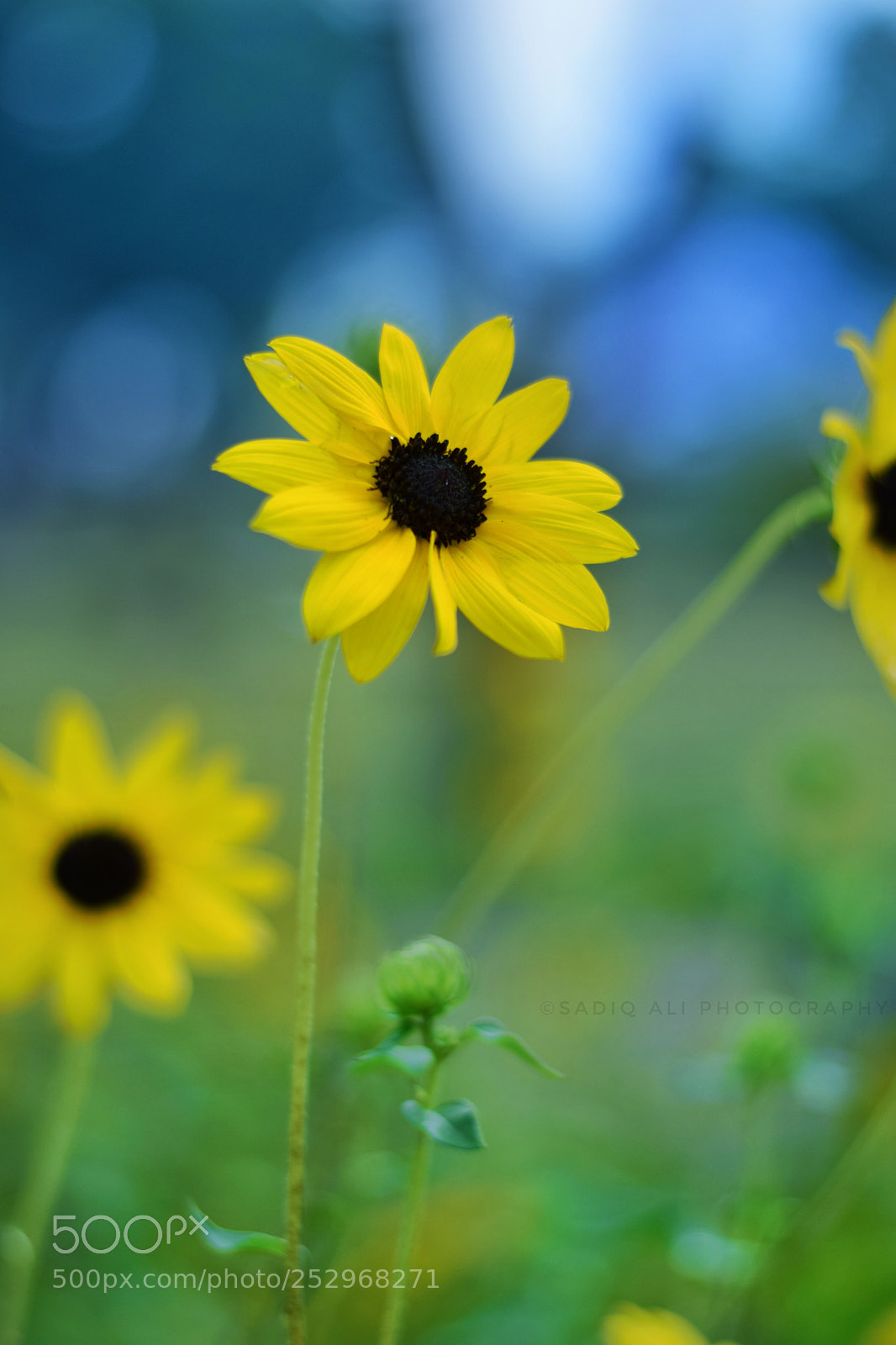 Nikon D3300 sample photo. Summer vibes photography