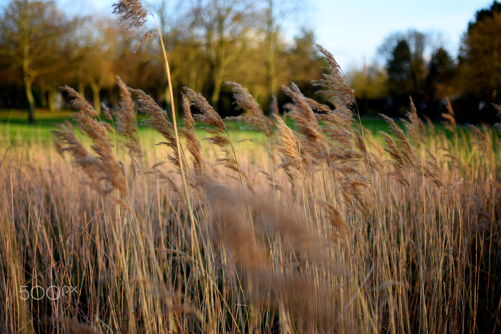 Nikon AF-S DX Nikkor 35mm F1.8G sample photo. Grass photography