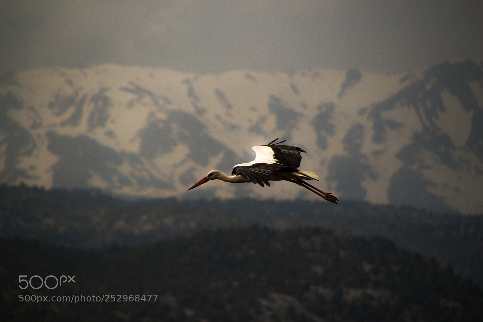 Canon EOS 100D (EOS Rebel SL1 / EOS Kiss X7) sample photo. The stork photography