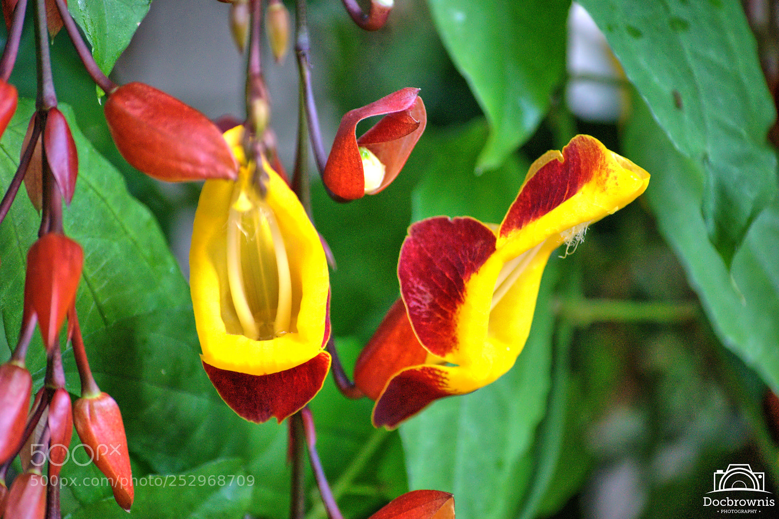 Nikon D5300 sample photo. Botanical4 photography
