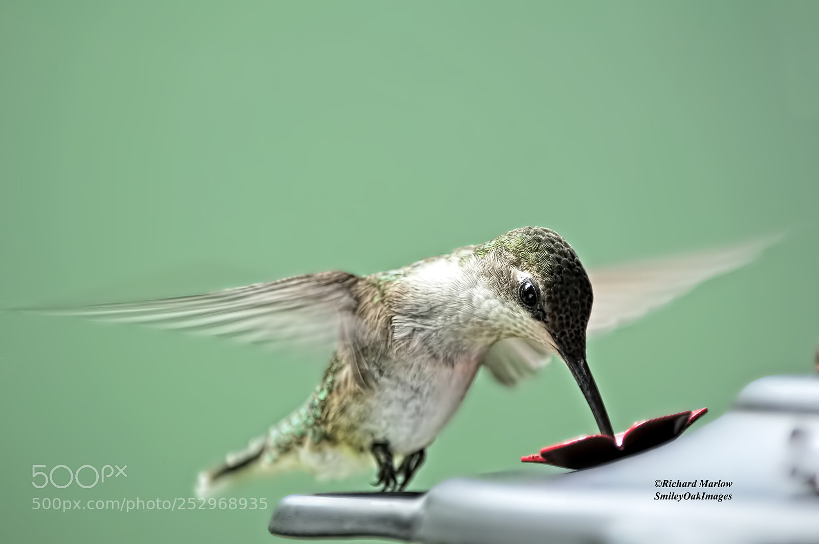 Nikon D5000 sample photo. Hummingbird photography