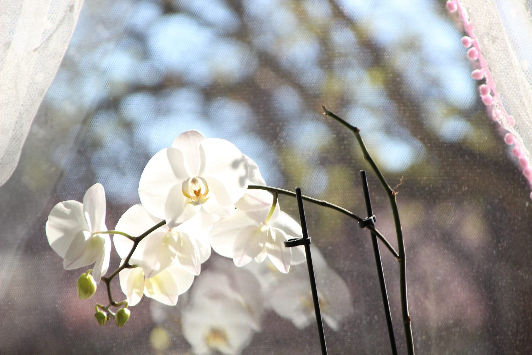 Canon EOS 600D (Rebel EOS T3i / EOS Kiss X5) + Canon TS-E 90mm F2.8 Tilt-Shift sample photo. Orchids photography