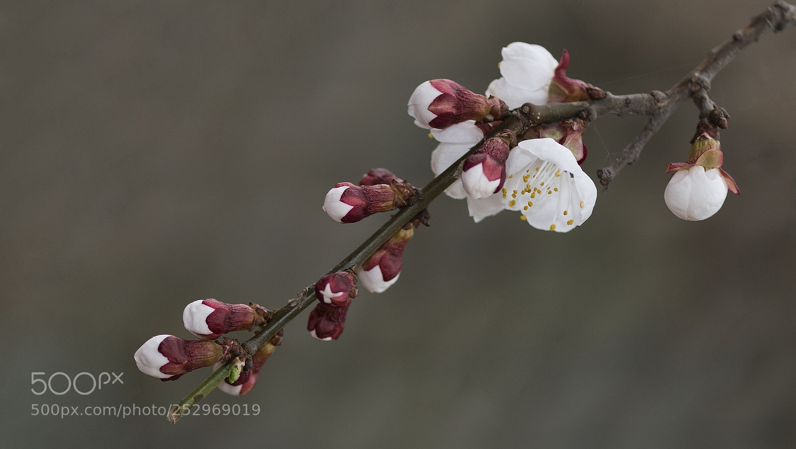 Nikon D500 sample photo. Budding flowers photography