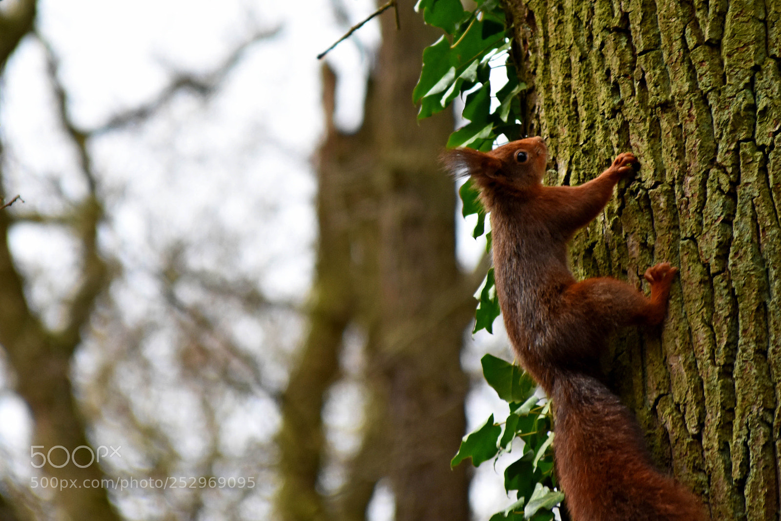 Nikon D3400 sample photo. Squirrel photography