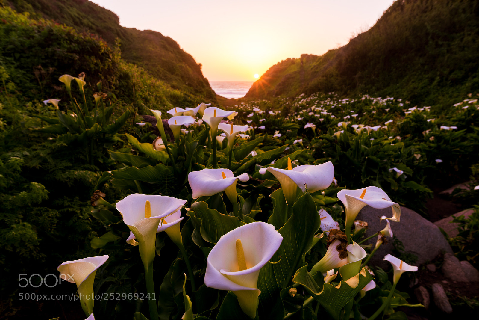 Nikon D610 sample photo. Calla lily in the photography