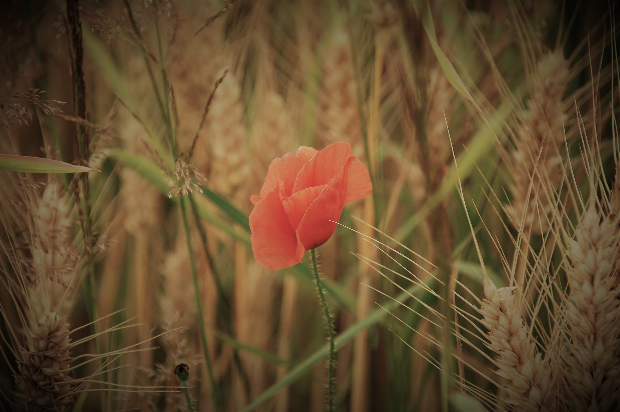 Nikon D2X + Sigma 18-250mm F3.5-6.3 DC Macro OS HSM sample photo. Poppy photography