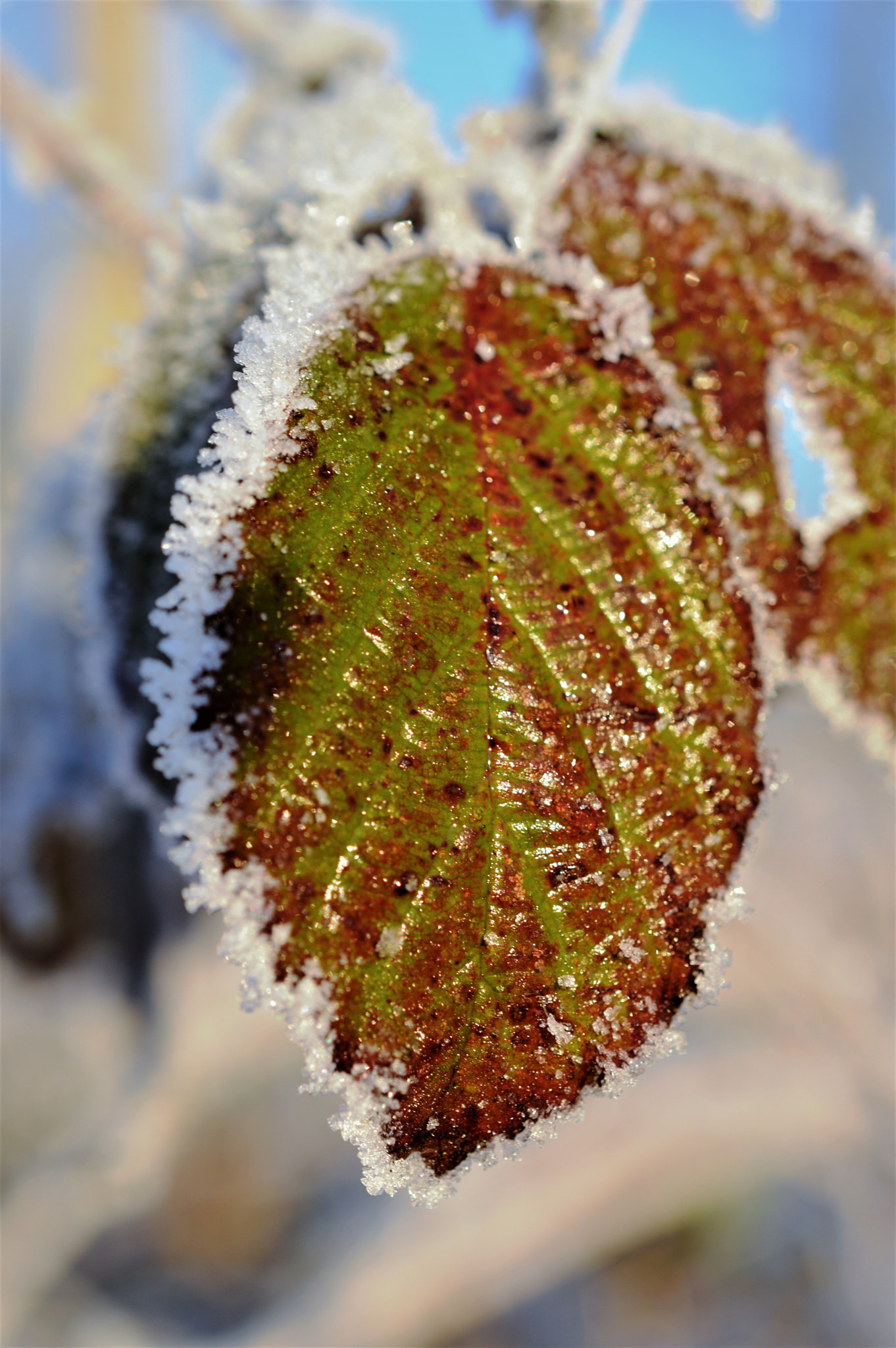 Nikon AF-S DX Micro Nikkor 40mm F2.8 sample photo. Frozen photography