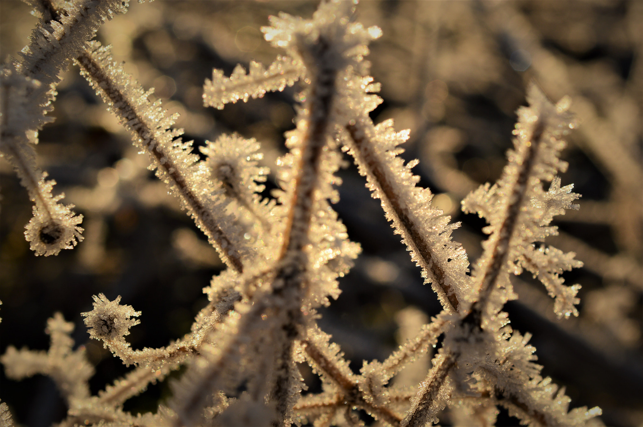Nikon AF-S DX Micro Nikkor 40mm F2.8 sample photo. Ice photography