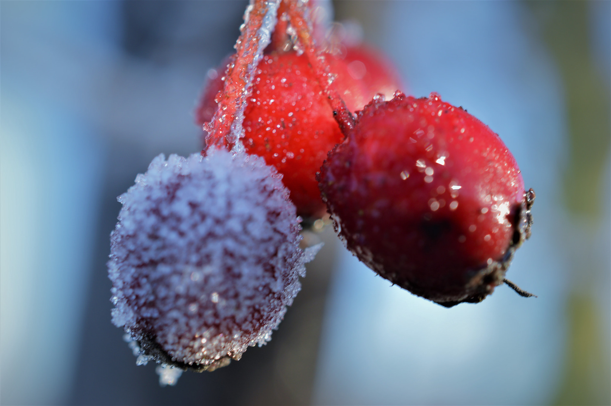 Nikon AF-S DX Micro Nikkor 40mm F2.8 sample photo. Frozen 2 photography