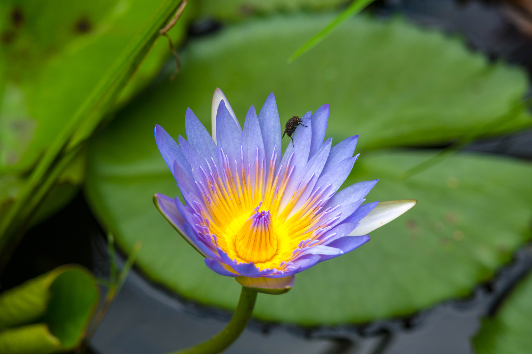 Samsung NX500 sample photo. Unknown plant 2 photography