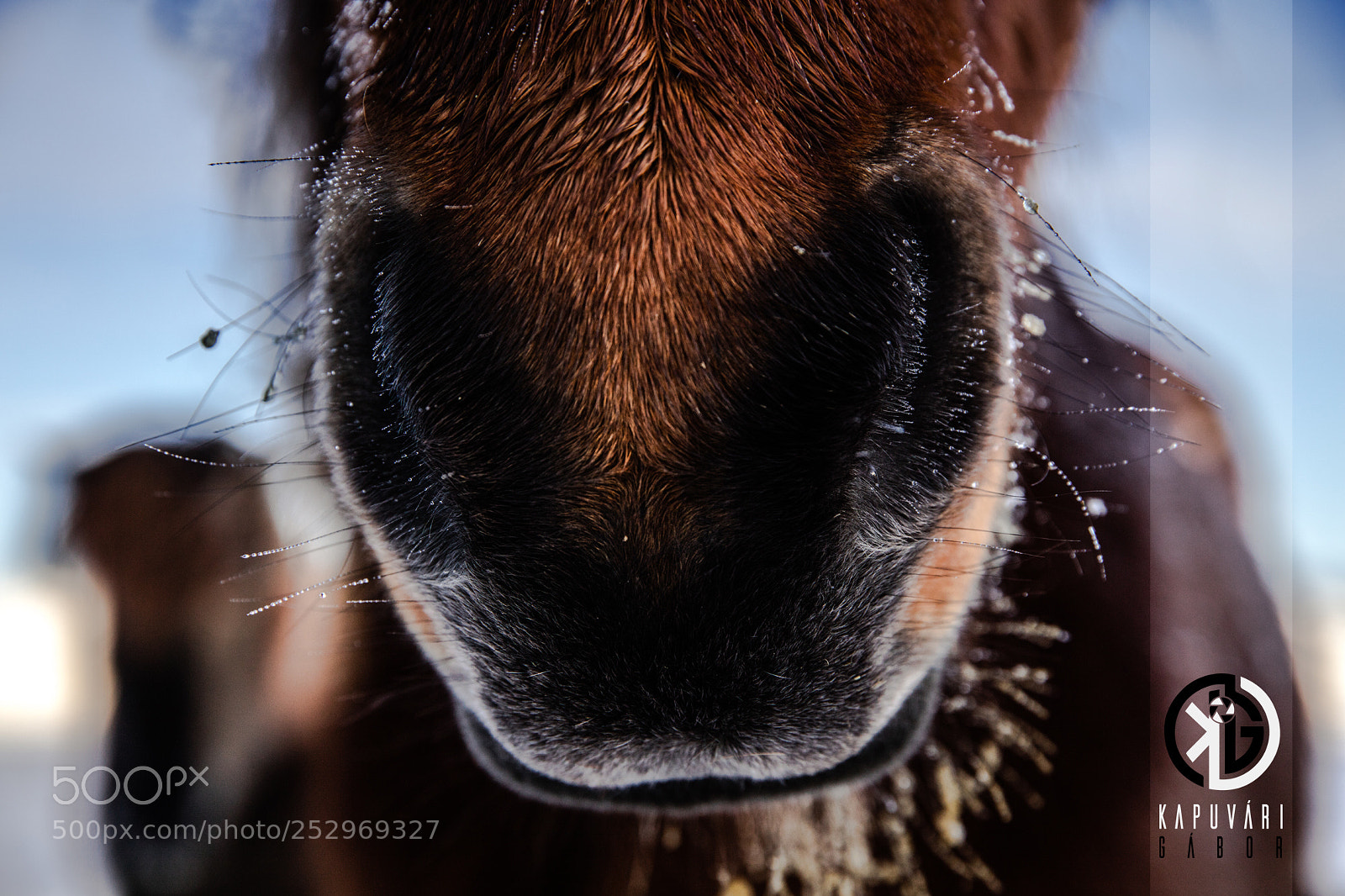 Canon EOS 5DS sample photo. Icelandic horse photography