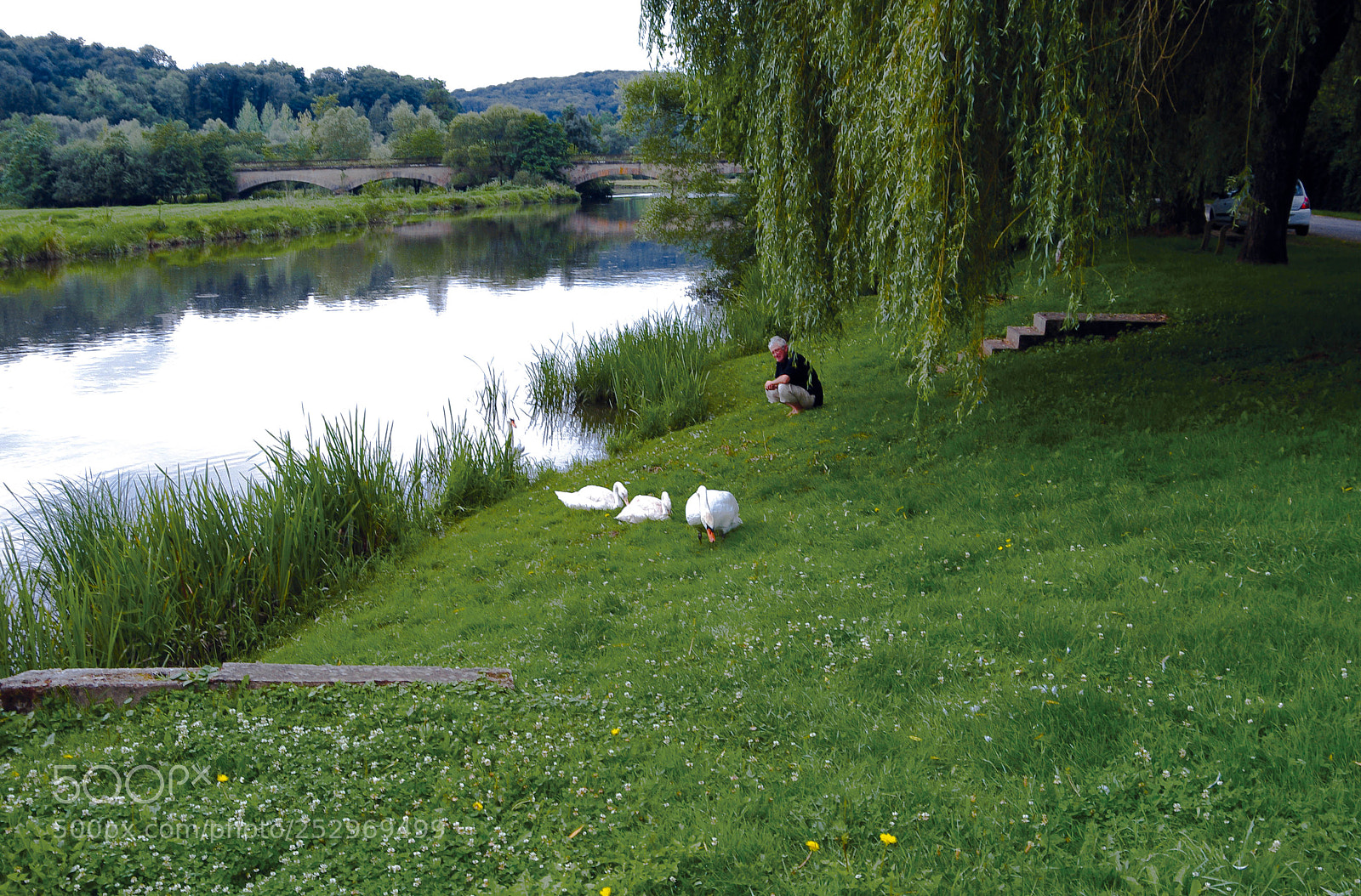 Pentax K-7 sample photo. Cygnes au bord de photography