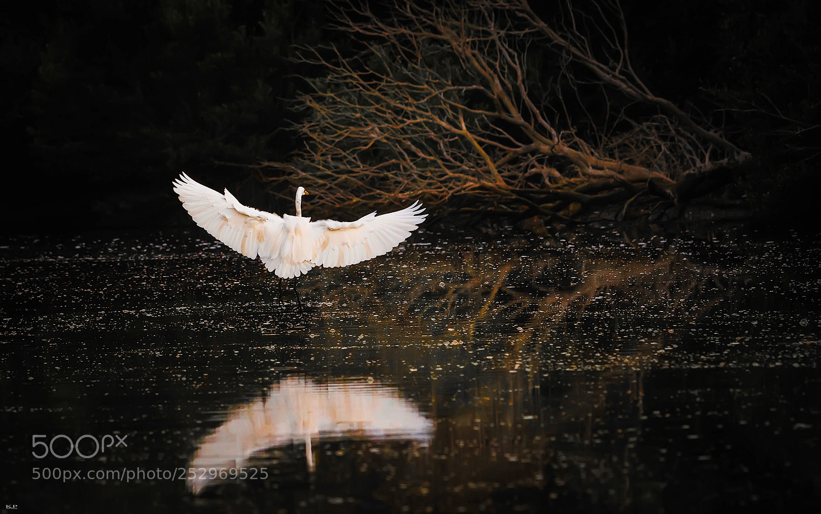 Nikon D7200 sample photo. Landing in the dream photography