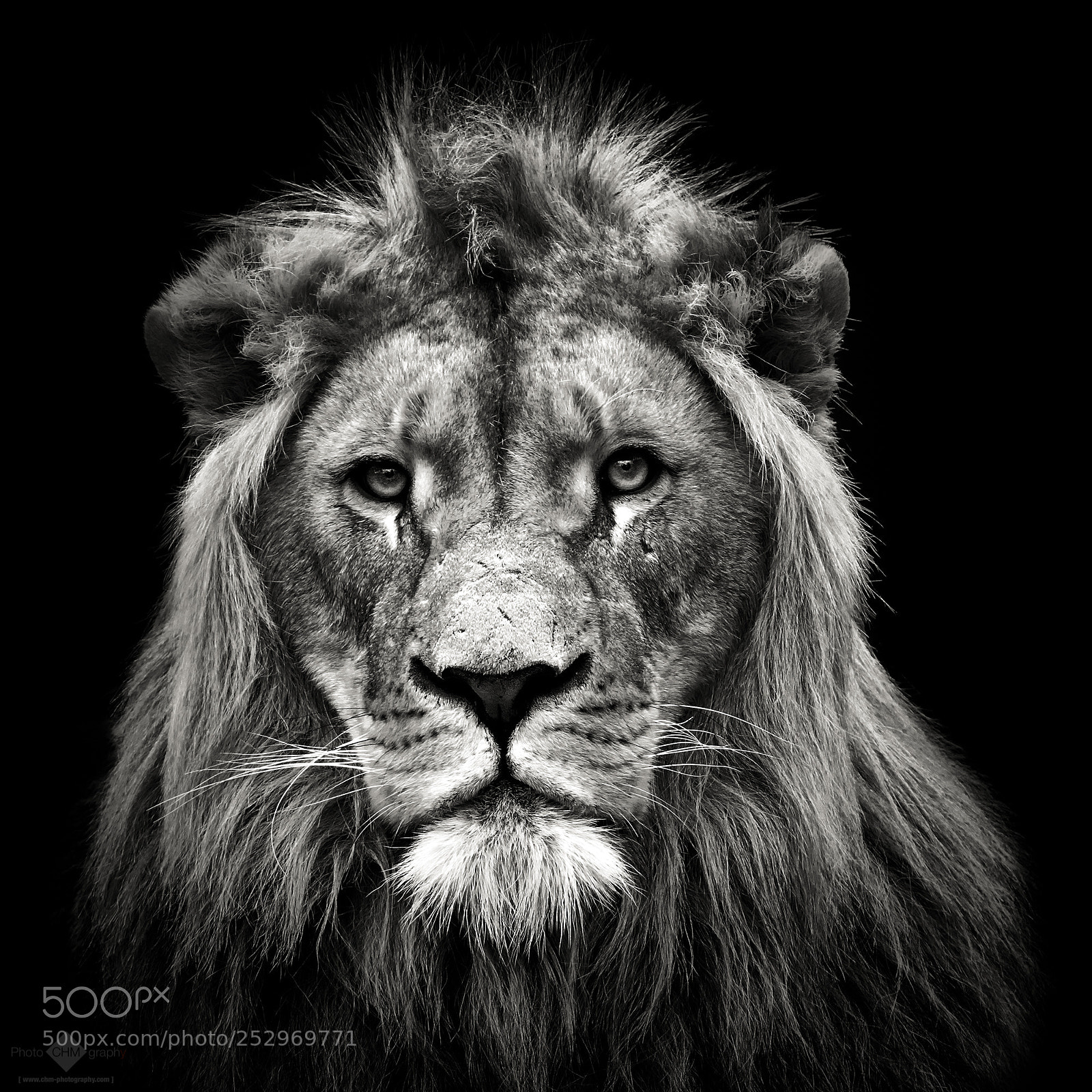 Nikon D7100 sample photo. Young male lion photography