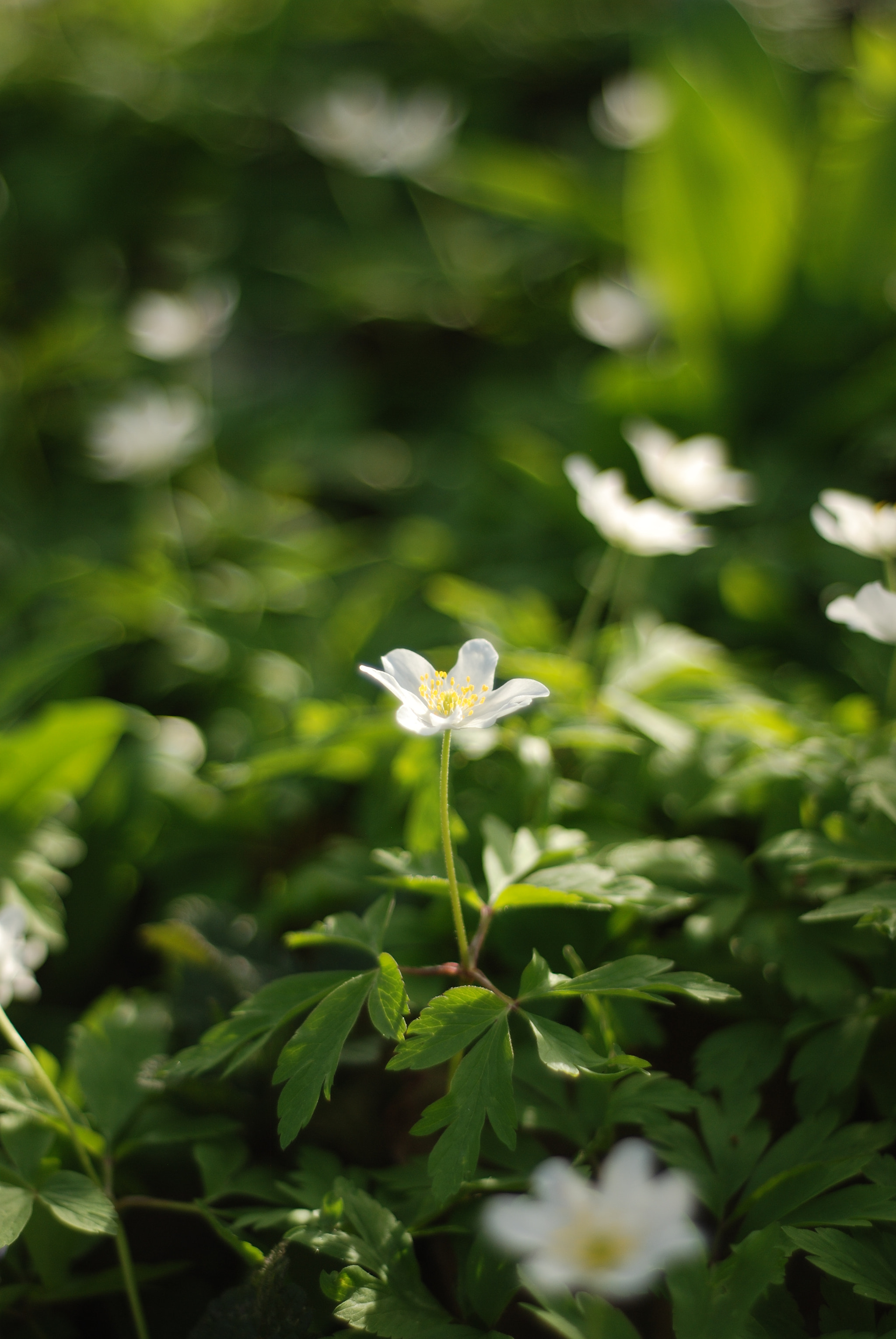 Nikon D80 sample photo. Frühling photography