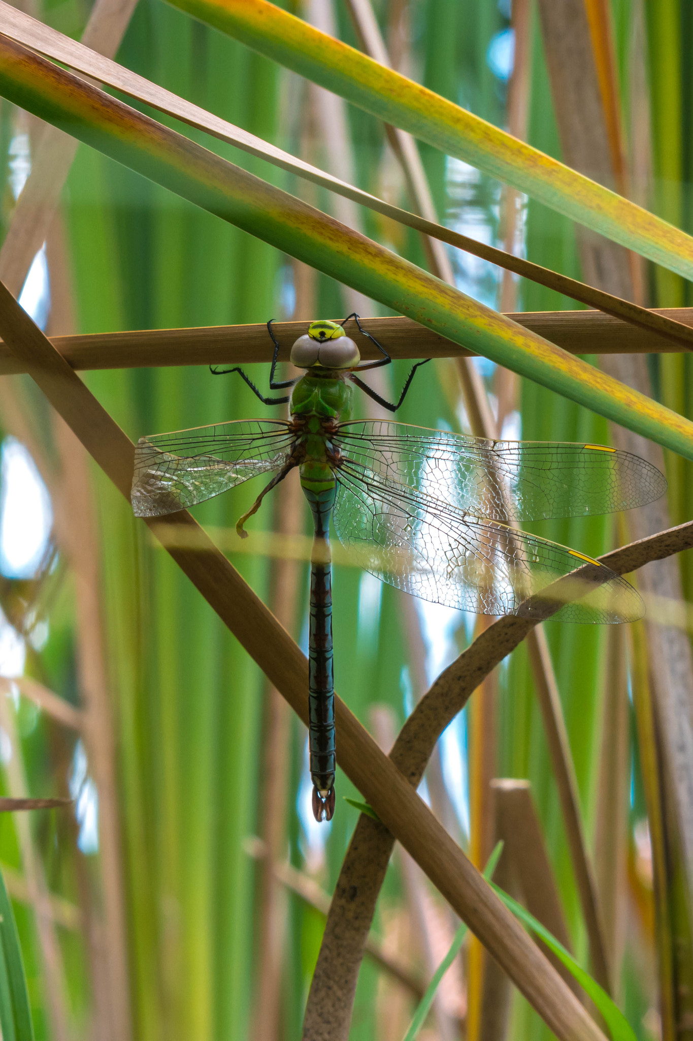 Samsung NX500 sample photo. He will not last long with that broken wing photography