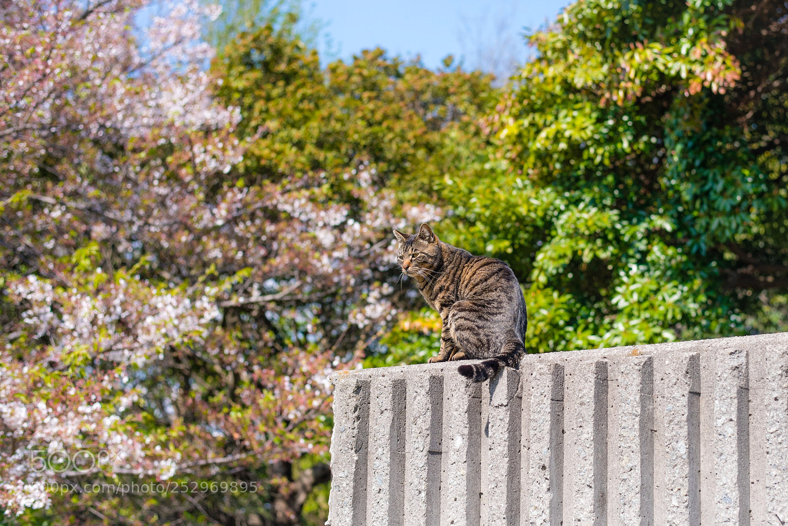 Nikon D810 sample photo. Cat on the wall photography