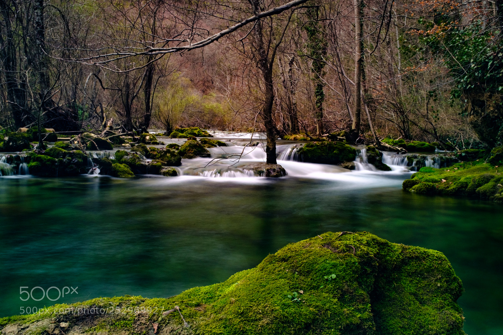 Fujifilm X100F sample photo. Old forest photography