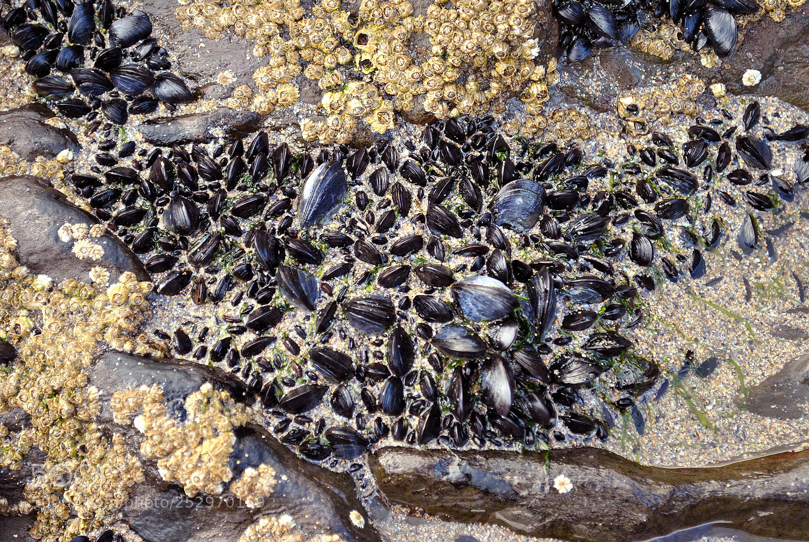 Nikon D3000 sample photo. St finnian's bay mussels photography