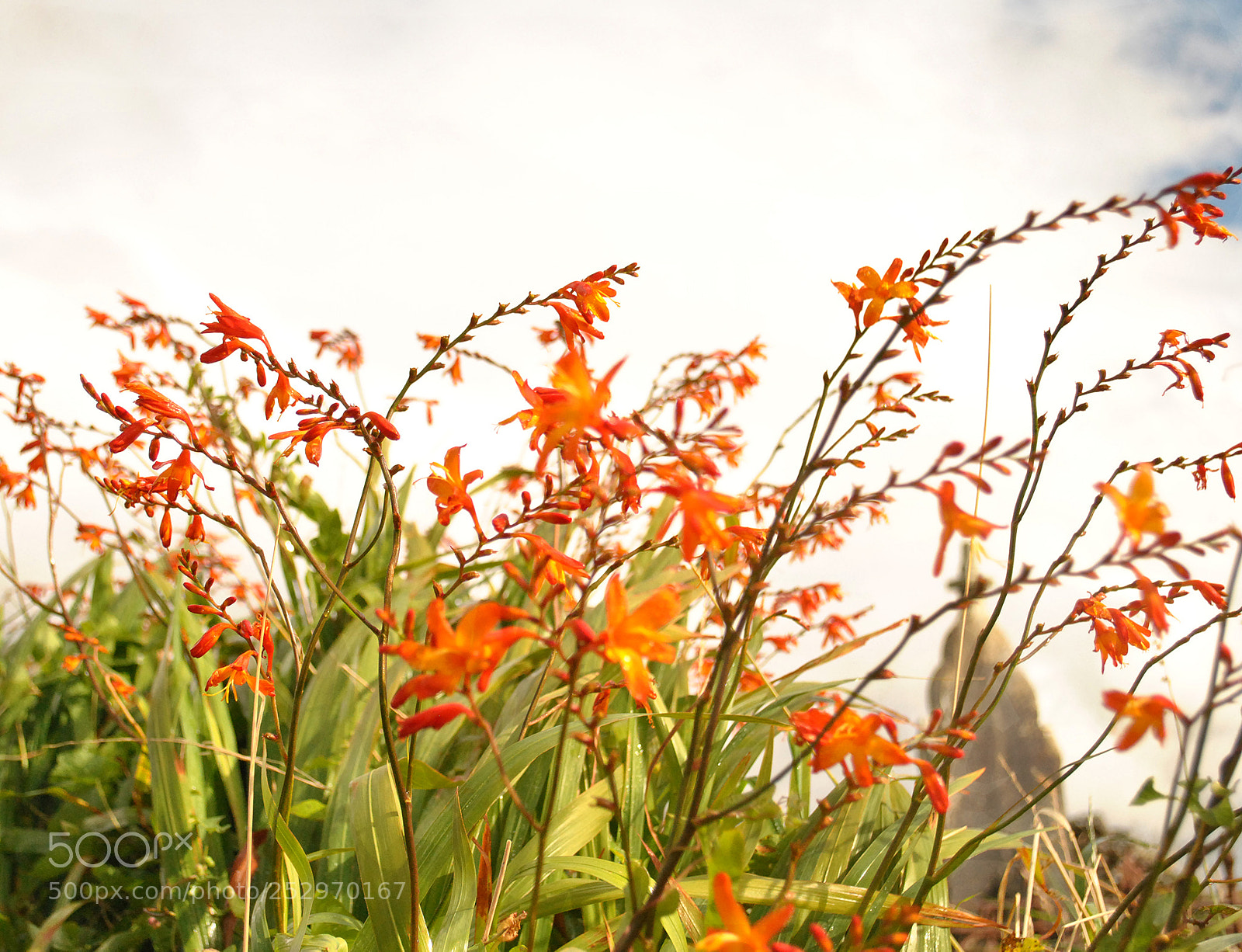 Nikon D3000 sample photo. Wild lilies at ballinskelligs photography