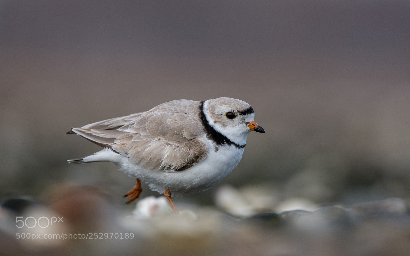 Nikon D7200 sample photo. Piping plover photography