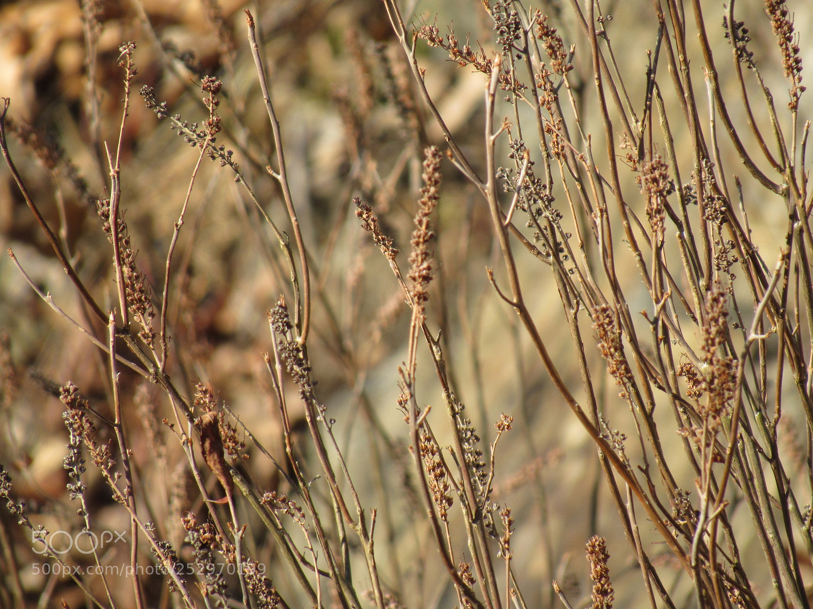 Canon PowerShot SX530 HS sample photo. Autumn branches photography