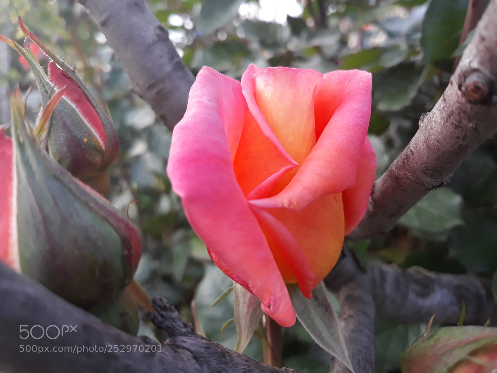 Samsung Galaxy J7 sample photo. A rose is a photography