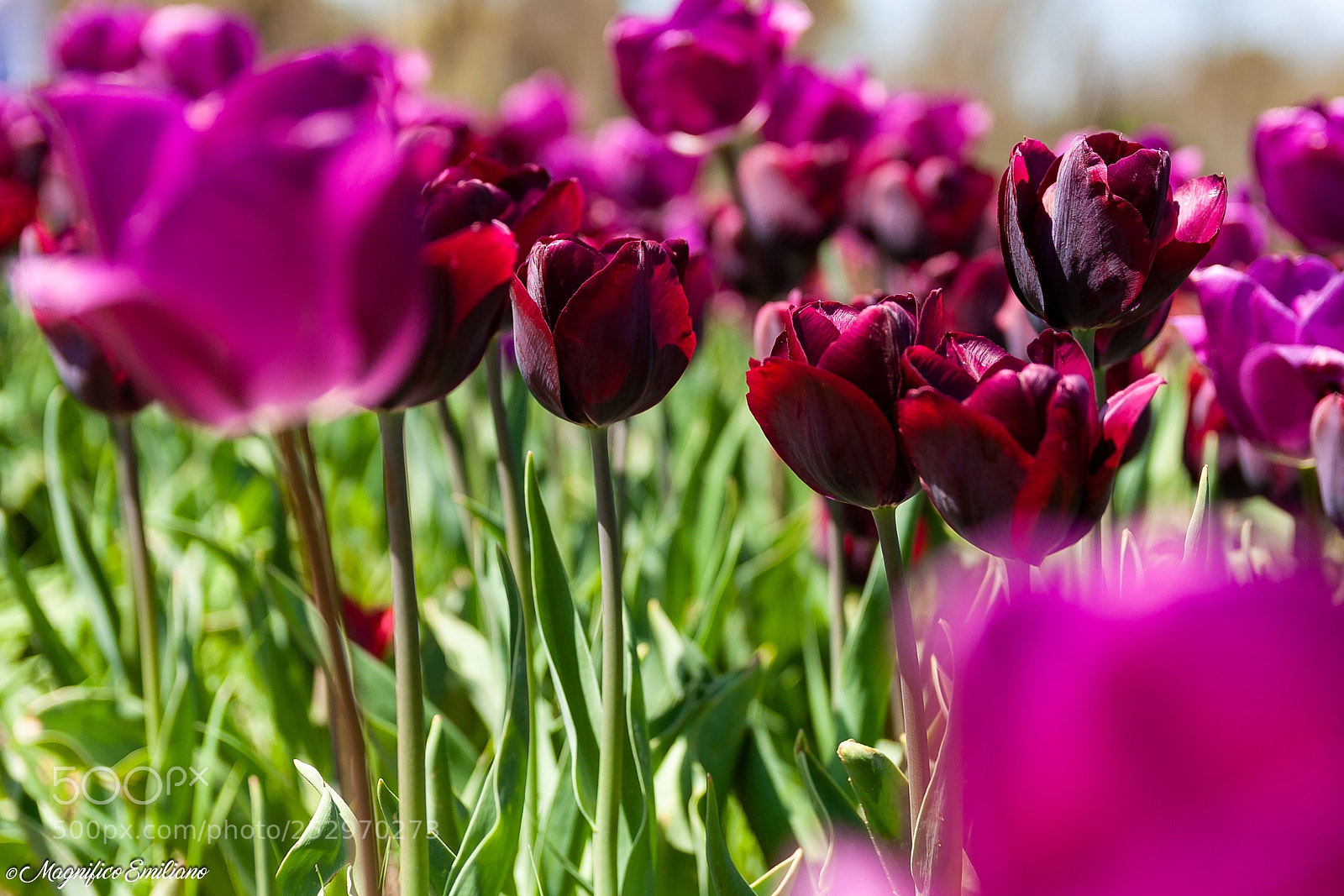Canon EOS 50D sample photo. Tulips photography