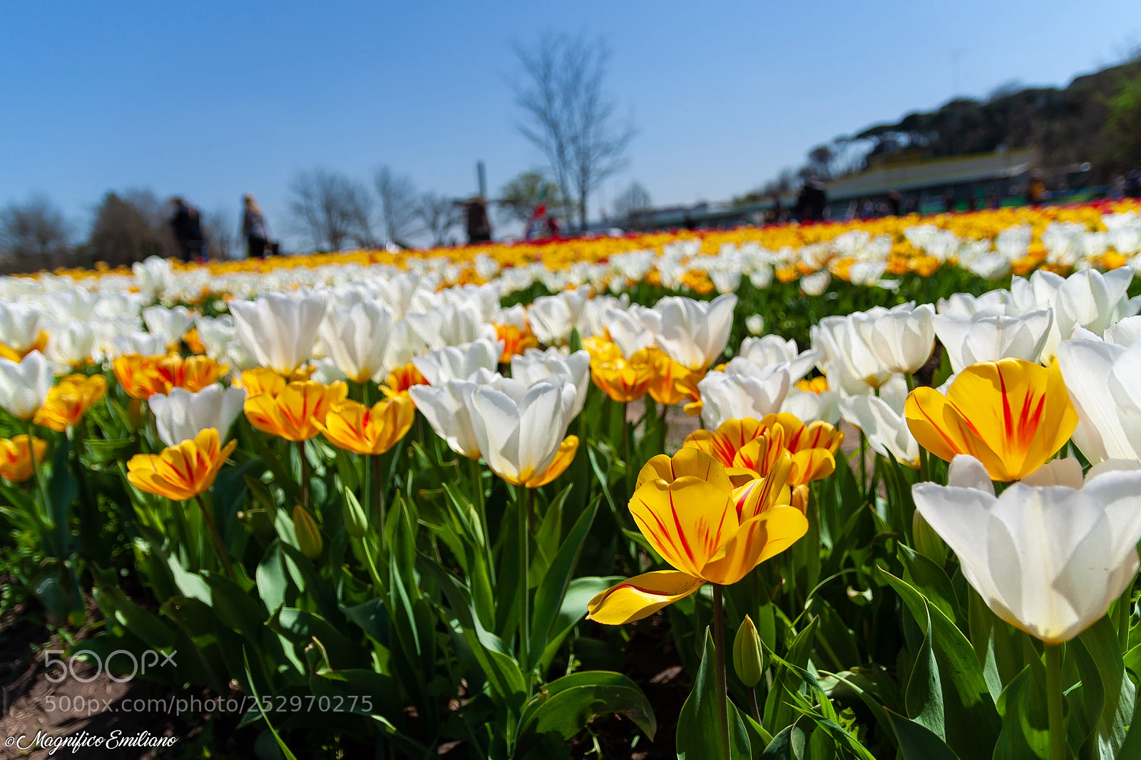 Canon EOS 50D sample photo. Tulips photography