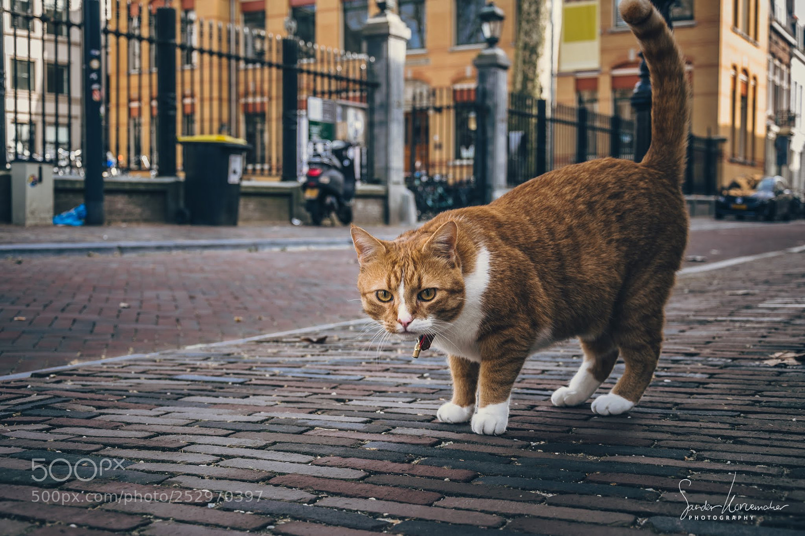 Nikon D5300 sample photo. Streetcat photography