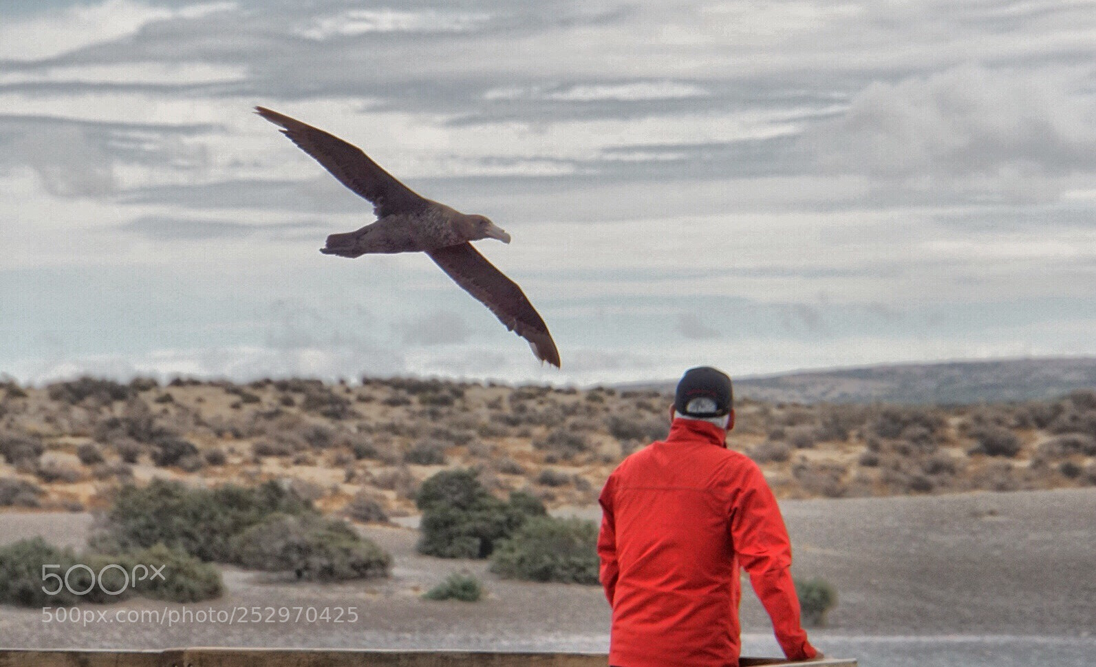 Sony a6000 sample photo. Northern giant petrel macronectes photography