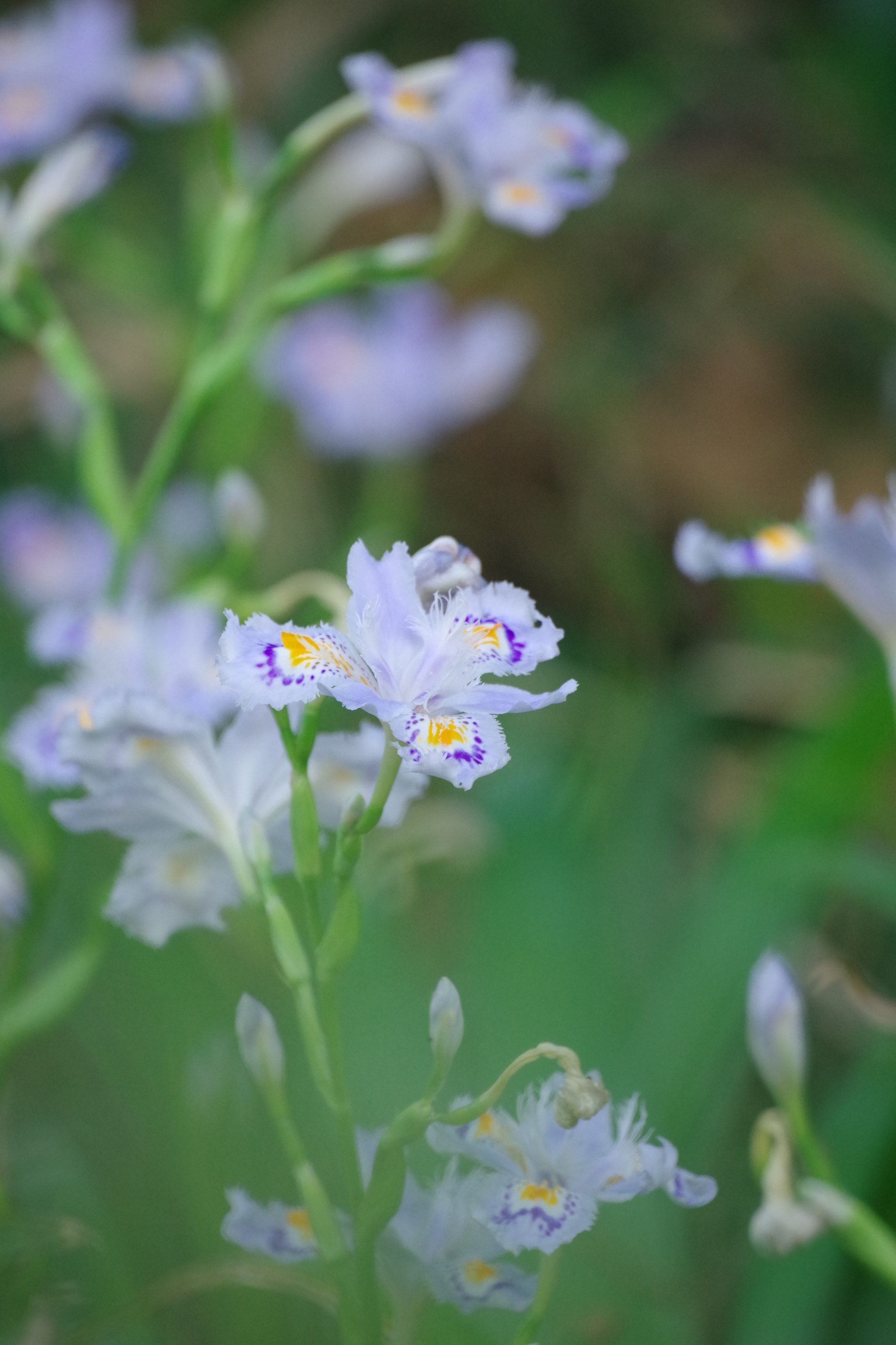 Pentax K-70 sample photo. Iris japonica 2018 #1 photography