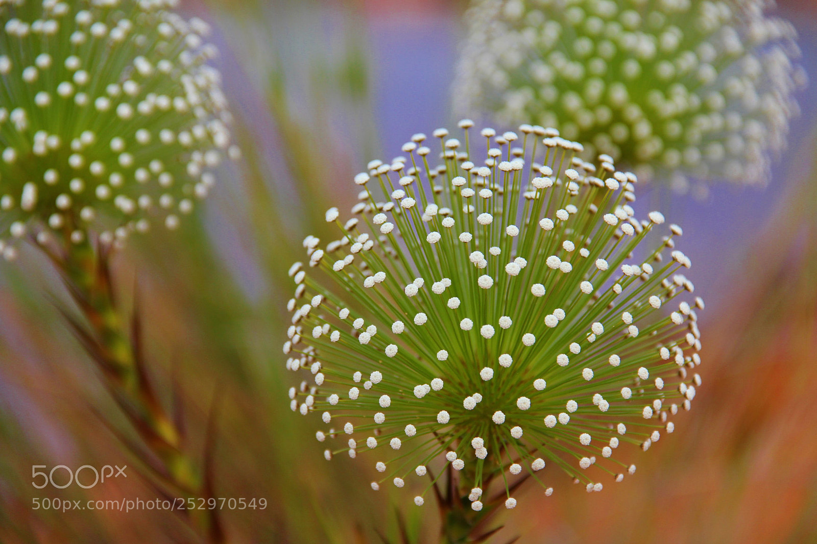 Canon EF-S 18-135mm F3.5-5.6 IS sample photo. Chuveirinho - jalap o photography