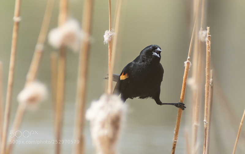 Nikon D7200 sample photo. Red winged blackbird photography