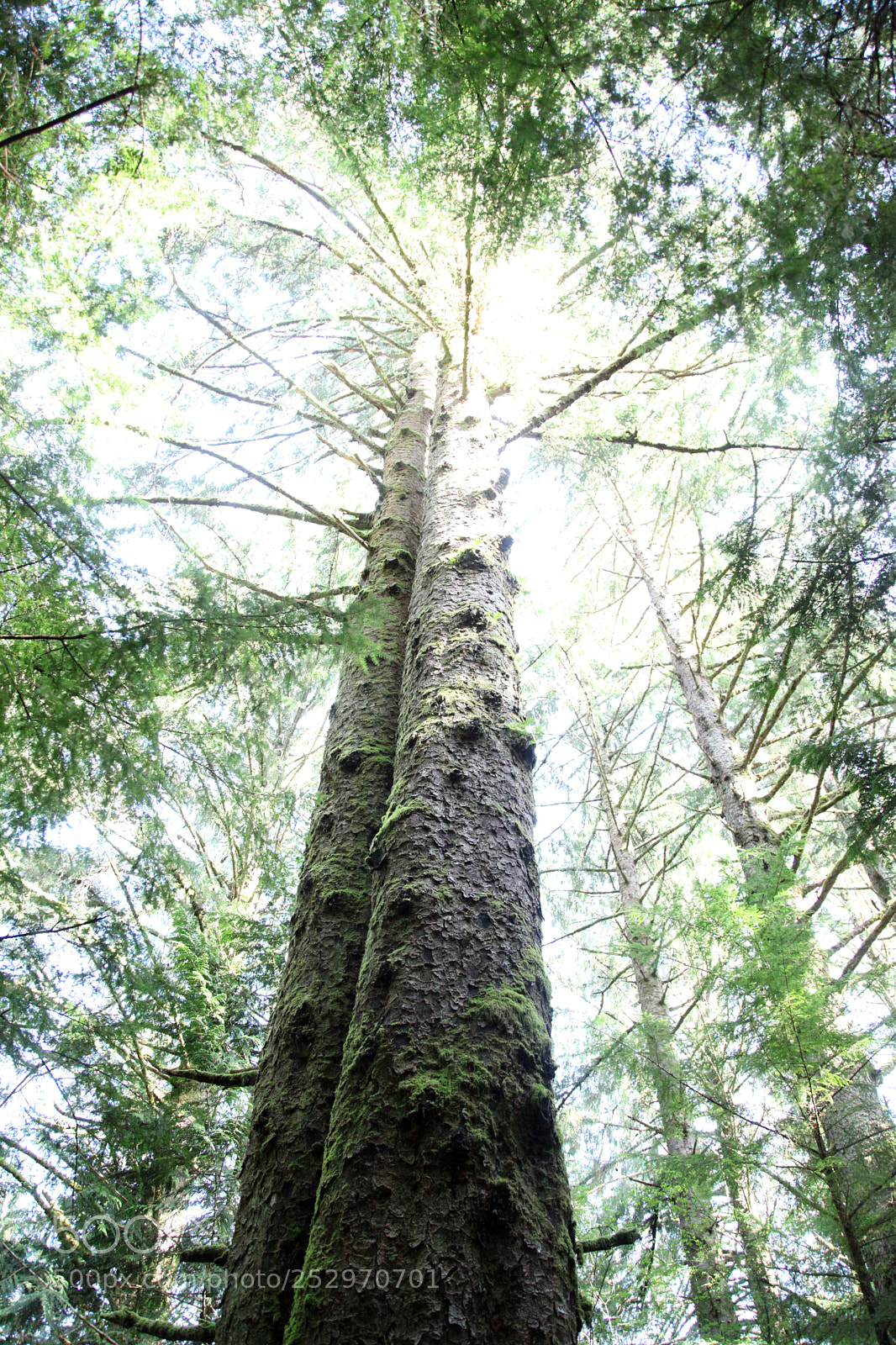 Canon EOS 5D Mark II sample photo. Oregon trees in the photography