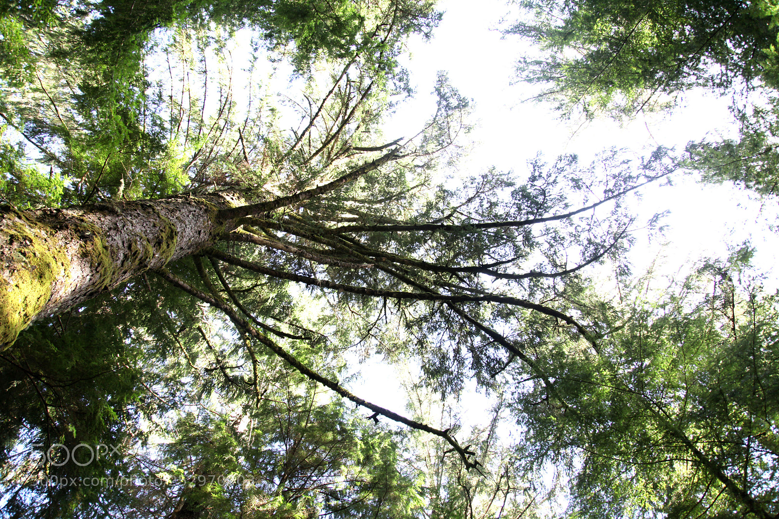 Canon EOS 5D Mark II sample photo. Oregon trees in the photography