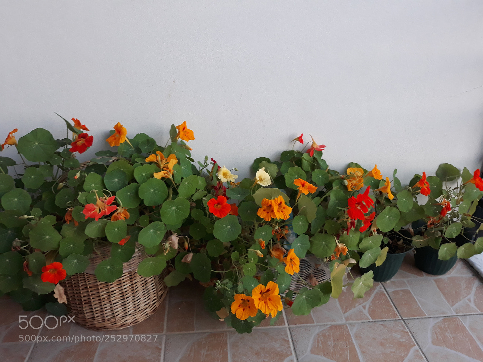Samsung Galaxy J7 sample photo. My little garden photography