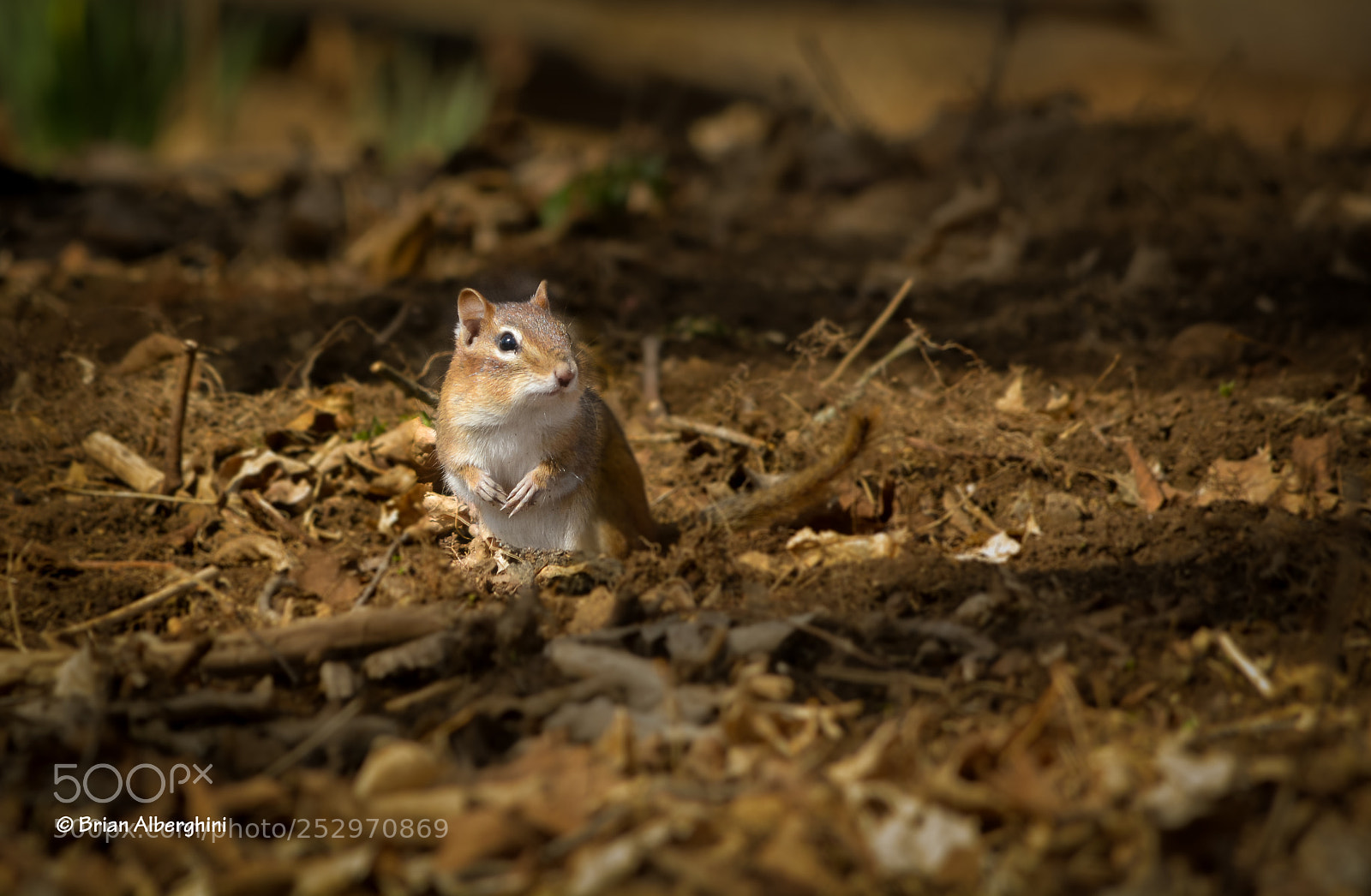 Nikon D7100 sample photo. Eastern chipmunk photography