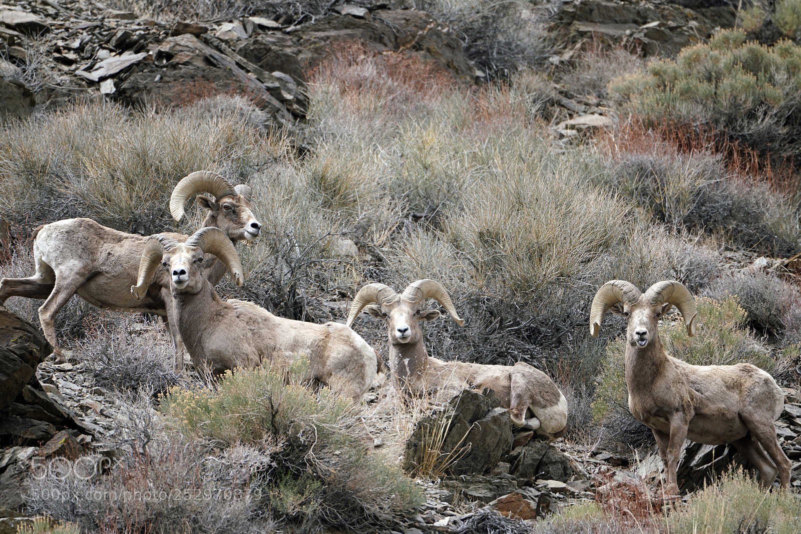 Sony a7R III sample photo. Bighorn rams group photography
