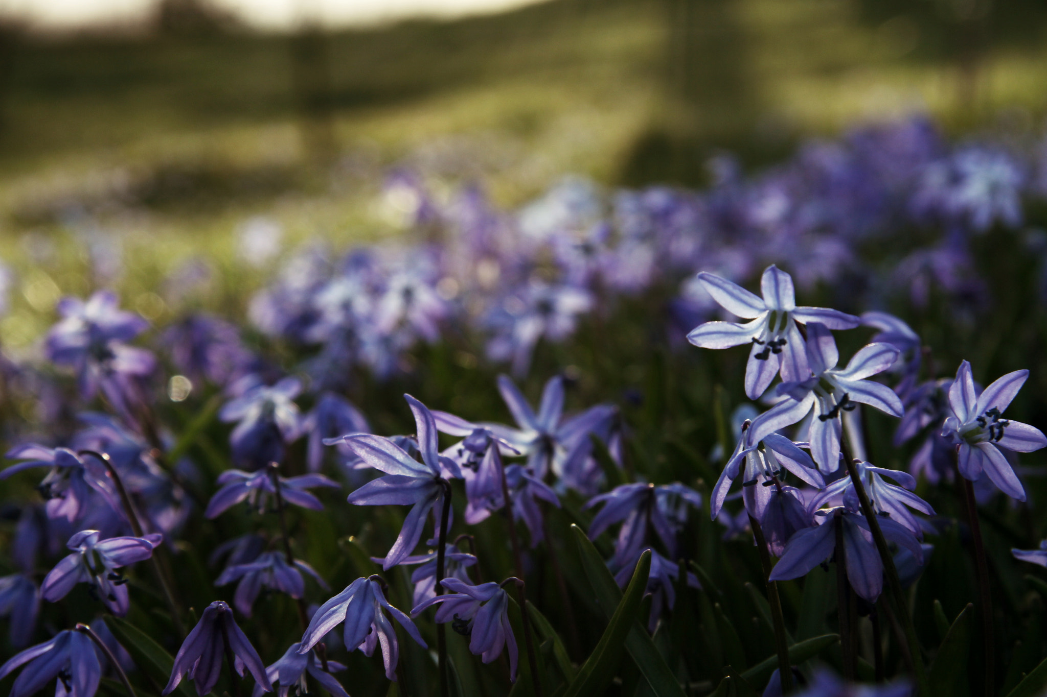 Canon EF-S 17-85mm F4-5.6 IS USM sample photo. Spring photography