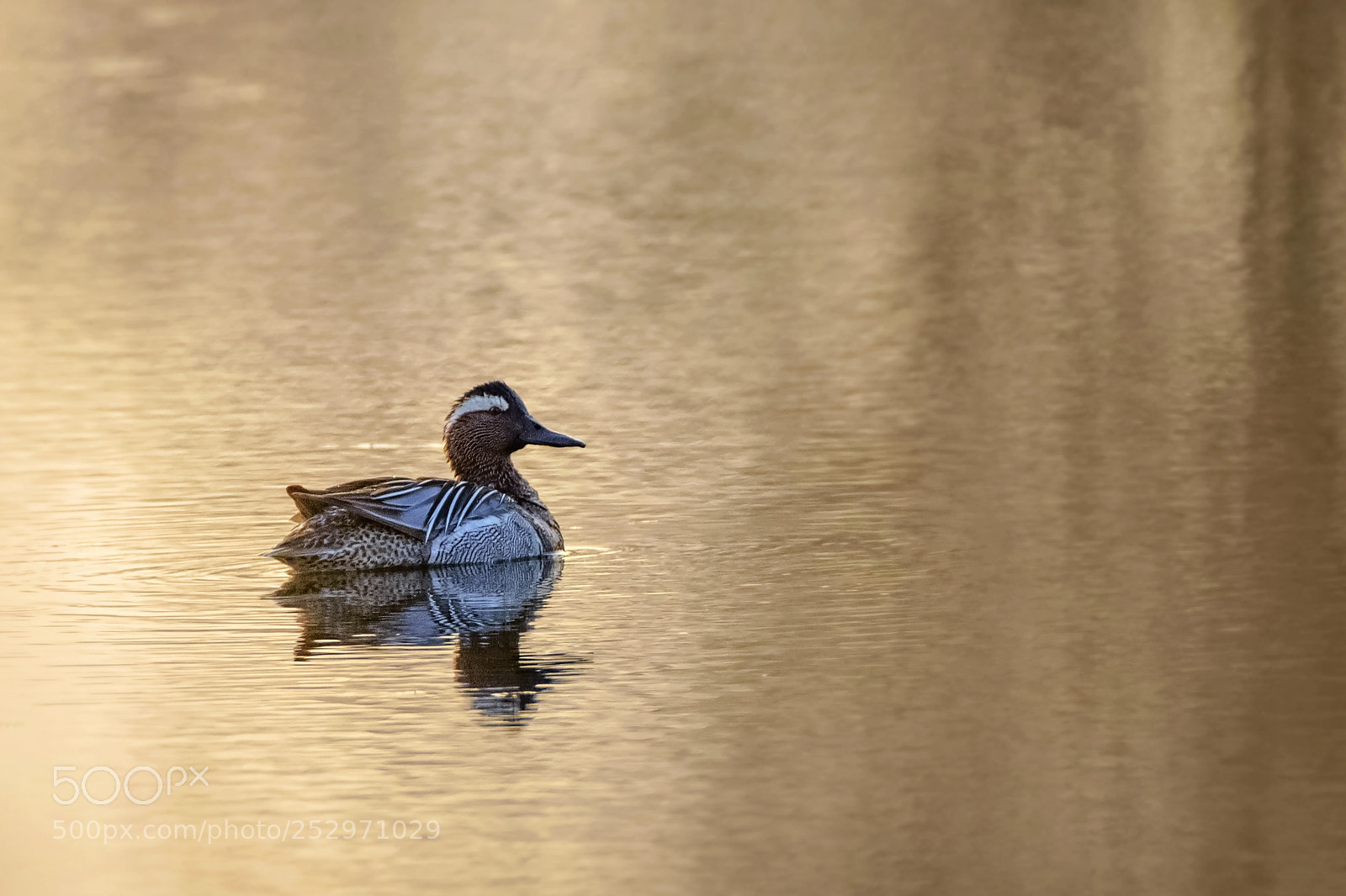 Nikon D7200 sample photo. Garganey photography