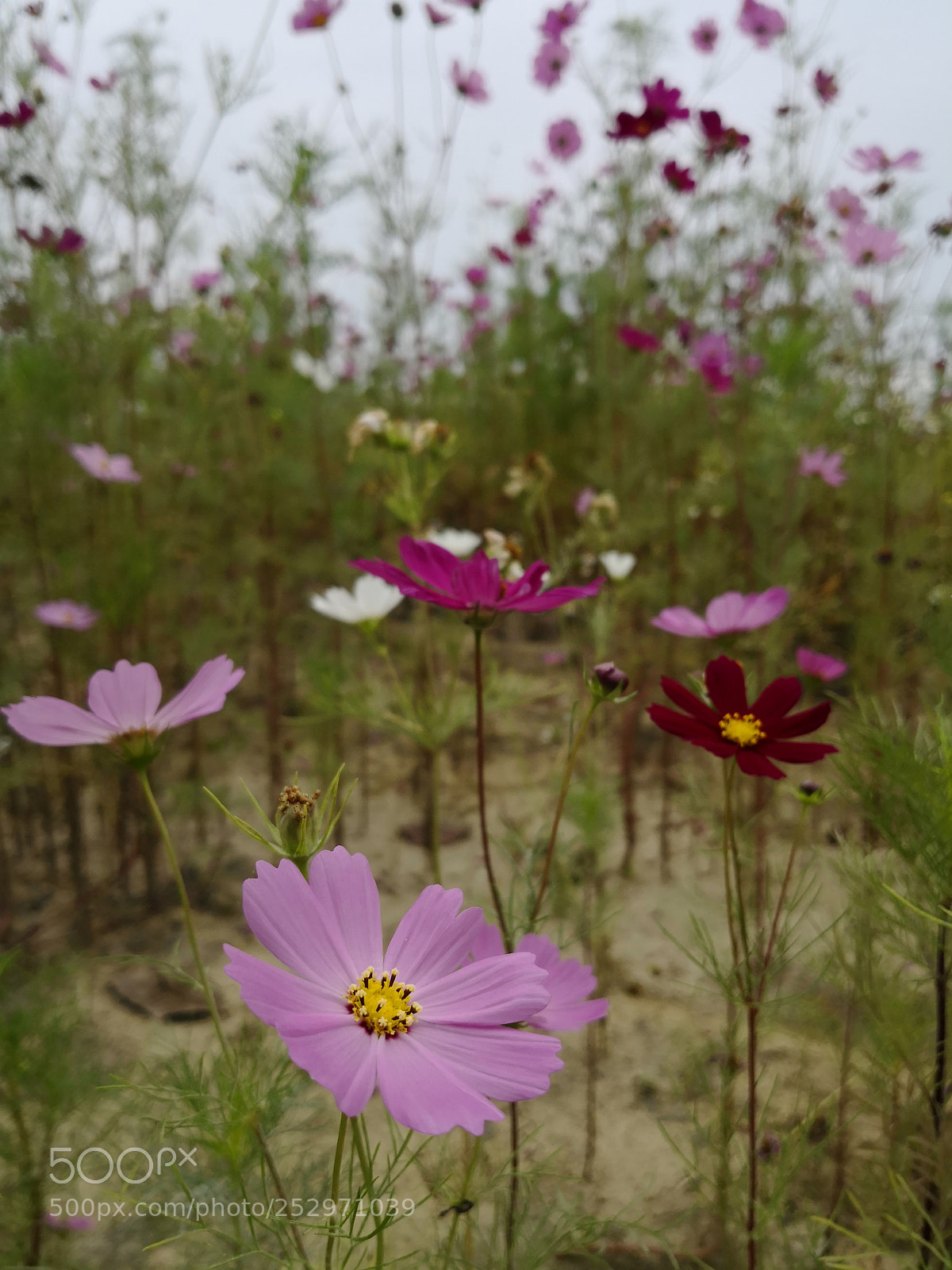HUAWEI Mate 10 Pro sample photo. Untitled photography