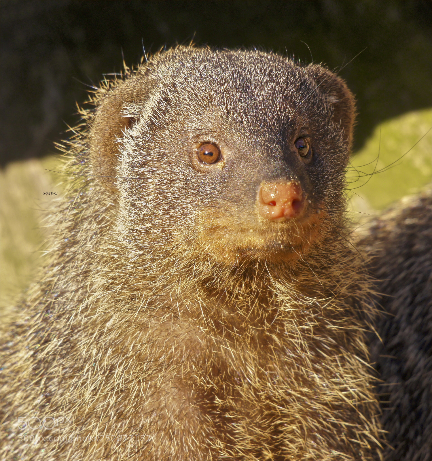 Sony SLT-A55 (SLT-A55V) sample photo. A banded mongoose portrait photography